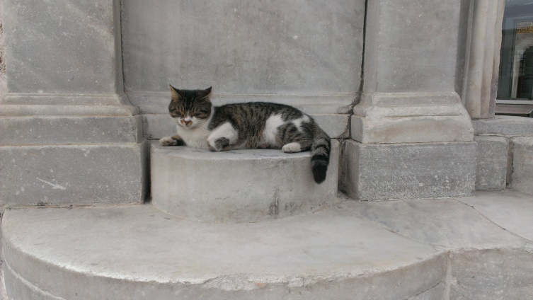 Aja mačka - Hagia cat