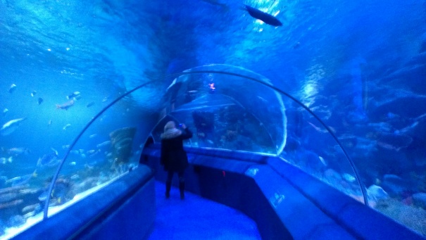 SeaLife - Tunel sa panoramom od 270 stepeni, dug 83 metra